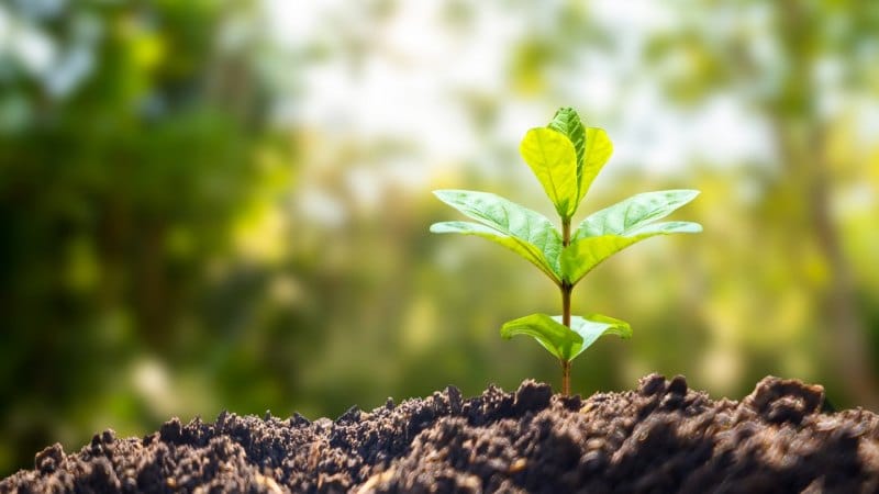Plants may not store carbon for as long as we thought