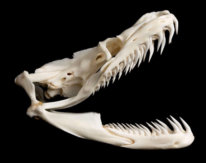 This python-inspired device can make rotator cuff surgeries more effective
